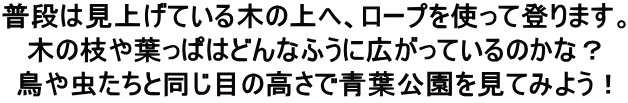 普段は見上げている木の上へ、ロープを使って登ります。 木の枝や葉っぱはどんなふうに広がっているのかな？ 鳥や虫たちと同じ目の高さで青葉公園を見てみよう！