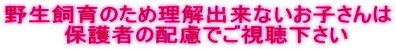 野生飼育のため理解出来ないお子さんは 　保護者の配慮でご視聴下さい